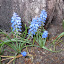 Larger flowers starting to lose blooms