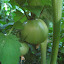 Better Boy tomato