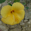 yellow hibicus
