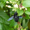 Sonoran carpenter bee
