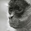 Mono araña / spider monkey