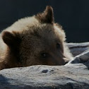 Grizzly Bear