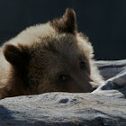 Grizzly Bear