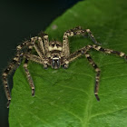 Huntsman spider