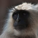 Indian Langoor
