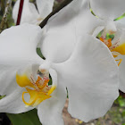 moon orchid