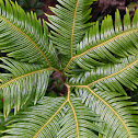 Yerba Loza