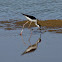 Black Necked Stilt