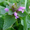 Purple Archangel