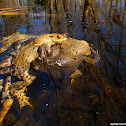 Common Toad