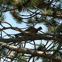 Blue Grouse female