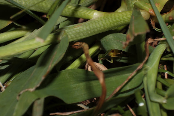 Spotting Image 1