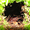 Burrow