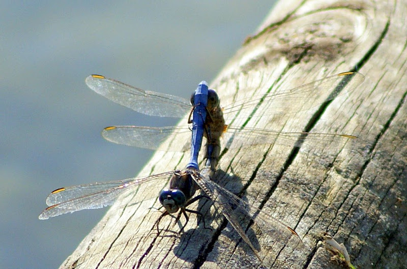 Ritual de acasalamento