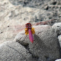Crimson Marsh Glider