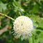 Button Bush