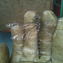 Variable Darner