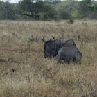 Blue Wildebeest