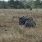 Blue Wildebeest