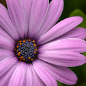 African Daisy