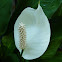 Peace Lily