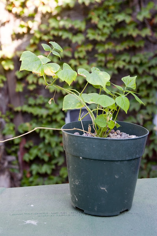 Growing store bought jicama tuber