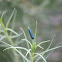 Groundselbush Beetle Larva