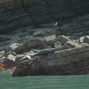 Seal