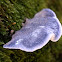 Conifer Blueing Bracket