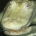 Albino Alligator