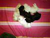 Vendo Cachorros De Poodler Toy
