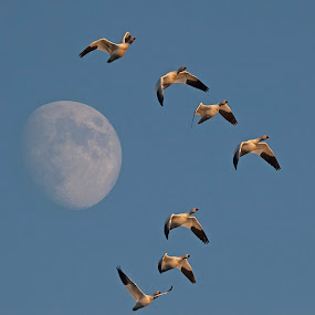 Flock flying past the moon by Shelley O'Connell - Wildlife Birds