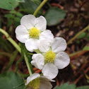 Wild Strawberry