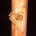 Wood Frog