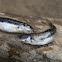 Common minnow