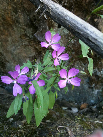 Spotting Image 1