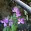 Brandegee's Clarkia