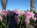 Pink hyacinths