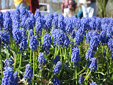 Pretty blue flowers