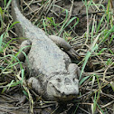 Spectacled Caiman