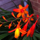 Montbretia