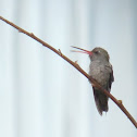 Hummingbird