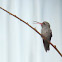 Colibrí Pico Ancho