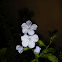 Plumbago Imperial Blue