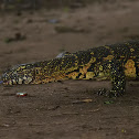 Nile Monitor