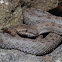 Twin-spotted Rattlesnake