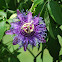 Passion Flower