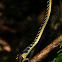 Painted bronzeback