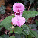 Himalayan Balsam