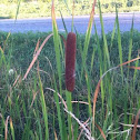 Cattail